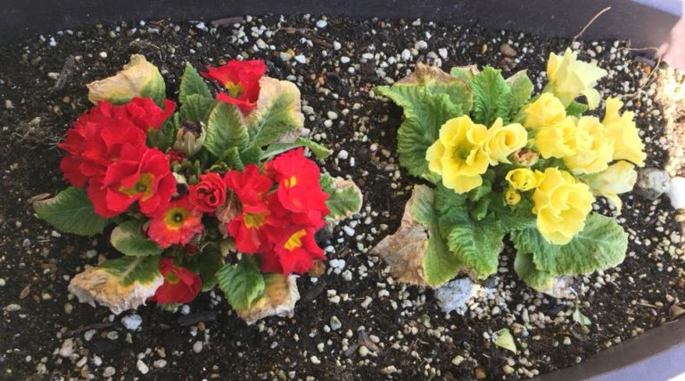 জাপান :পর্ব ২