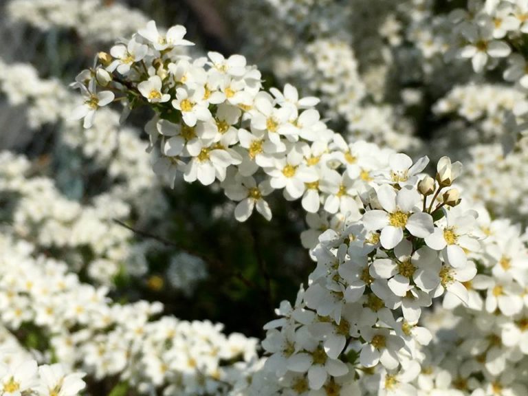 29542875_1826483450715791_2456073575917528709_n