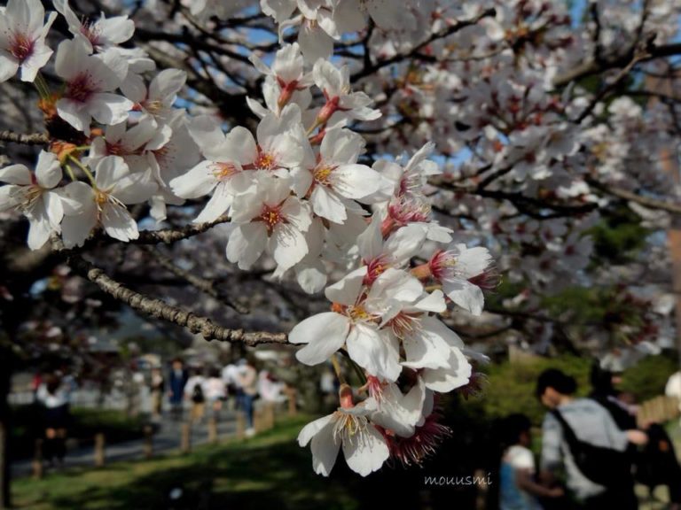 29695136_1835341226496680_1842580759943551714_n