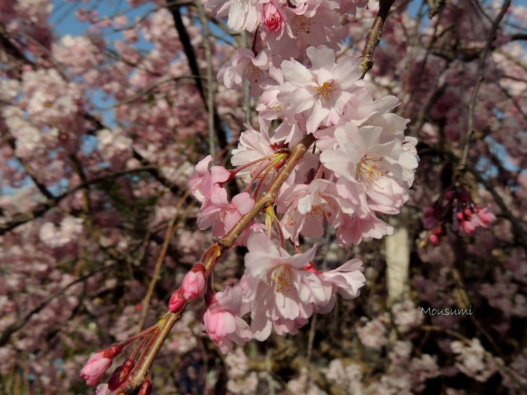 29744467_1836275563069913_7847480458188495936_o