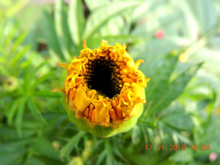 26840694_1739924619371675_8007666116980352806_o