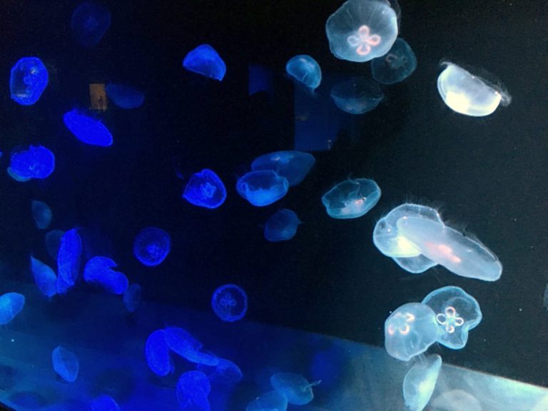 37890565_1994495990581202_7047373654300033024_o