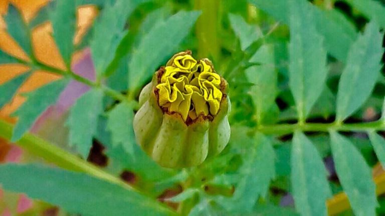 26167703_1720235358007268_1492196876238951560_n