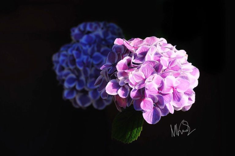 44070911_918431215211462_4409831824054812672_n