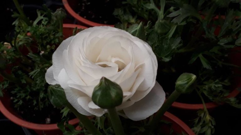 28577072_1799765813387555_2289660603234516992_n