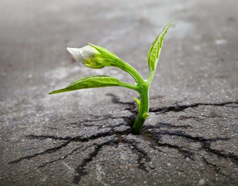 flower_tree_life_finds_a_way_nature_beauty_fabulous_amazing_life_1