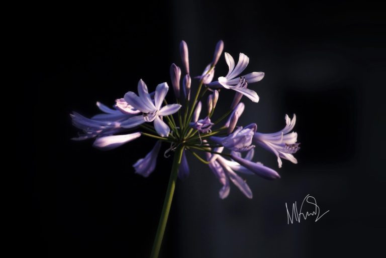 45193672_902235226638591_2471082594502967296_n