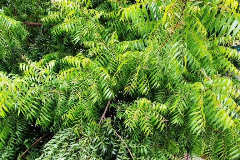 neem-tree-1500-x-1000-1024x683