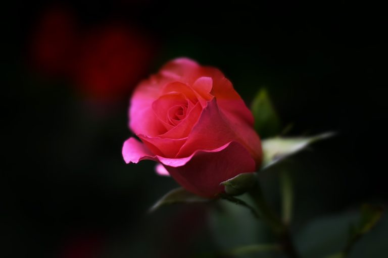 rose-402093_1280