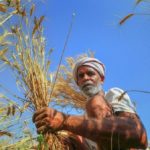 Farm Organic Farming Ground