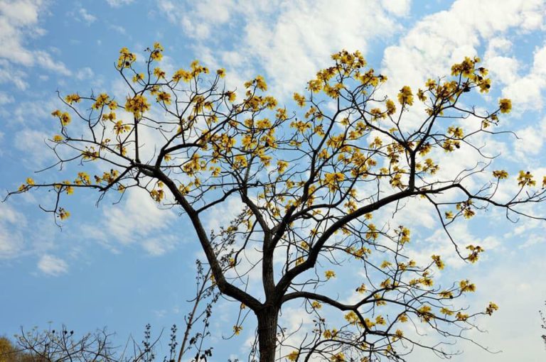 46521375_2175024876072364_775755180527321088_n