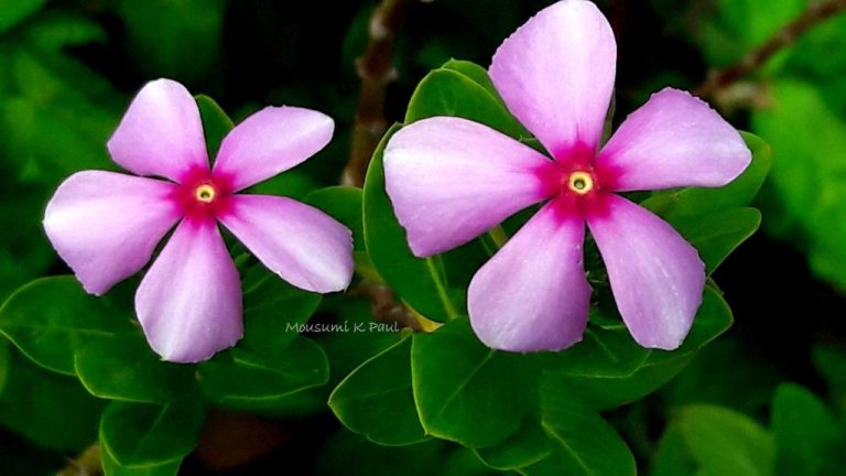 18491464_1480843648613108_1637918929646951837_o