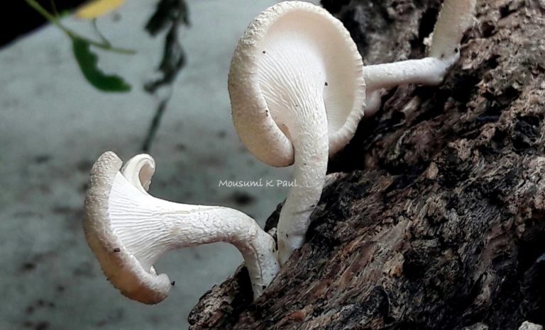 18517993_1479997158697757_539220826564591336_o