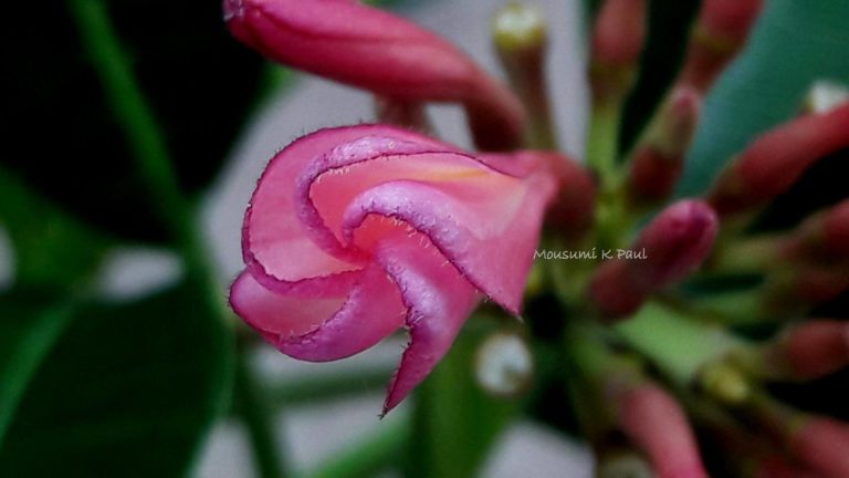 18518257_1479997008697772_6268069610879807303_o