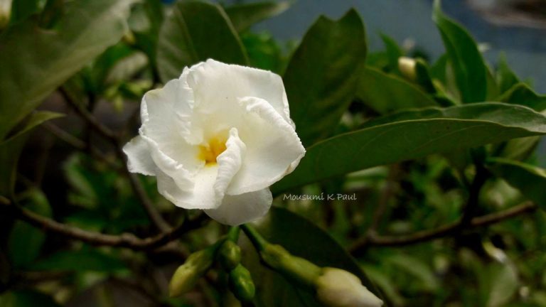 18527256_1480843608613112_6965139888035144108_o