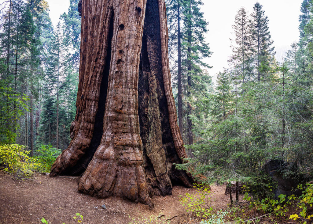 General Sherman (Giant Sequoia) World’s largest living organism ...