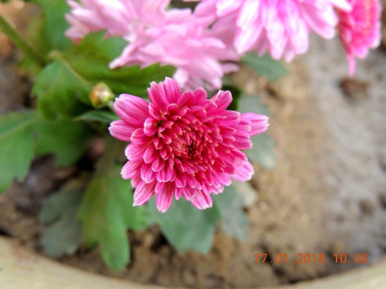 26961570_1739924462705024_3084876087835021239_o