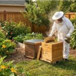 Bee Removal