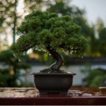 Bonsai