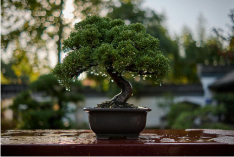 Bonsai