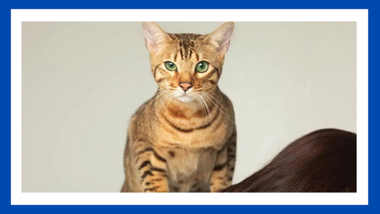 Cat in the chrysalis spoiler