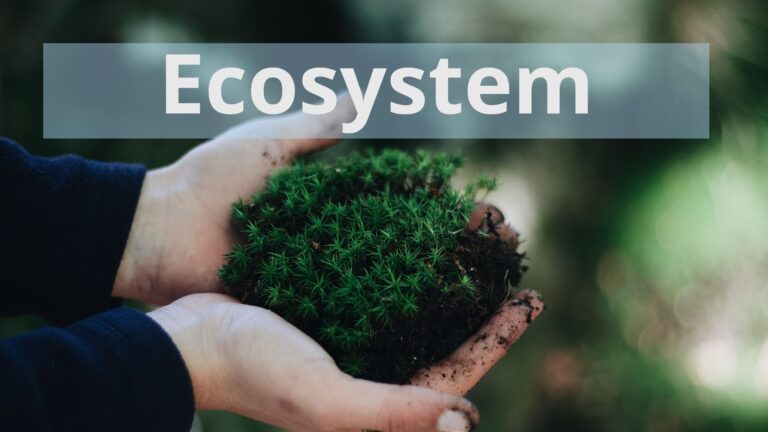 Ecosystem