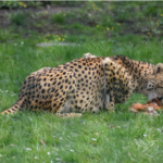Food Chain