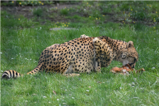 Food Chain
