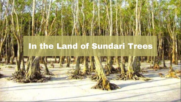 In the Land of Sundari Trees