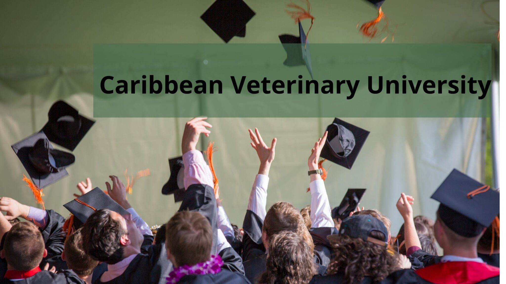 What is the Process to Get into the Caribbean Veterinary University