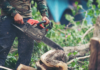 Guide to Hiring a Tree Arborist