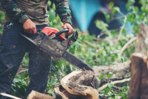 Guide to Hiring a Tree Arborist