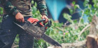 Guide to Hiring a Tree Arborist