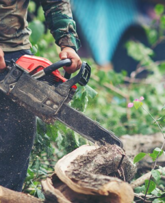 Guide to Hiring a Tree Arborist