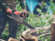 Guide to Hiring a Tree Arborist