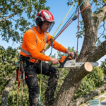 Tree trimming