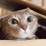 When Cats Start Moving Differently Around the House