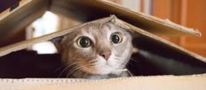 When Cats Start Moving Differently Around the House