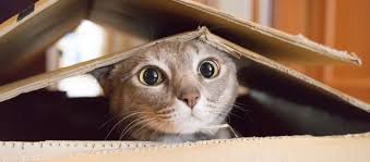 When Cats Start Moving Differently Around the House