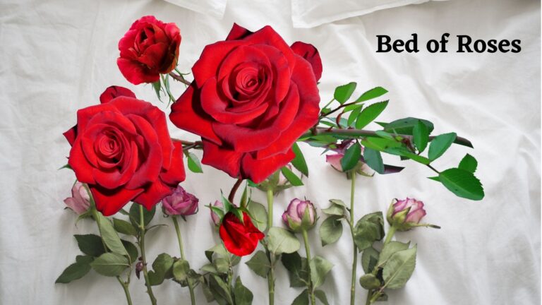 bed of rosesa