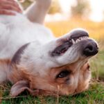 Dental Illness