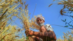 Farm Organic Farming Ground