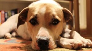 how-to-burp-a-newborn-puppy