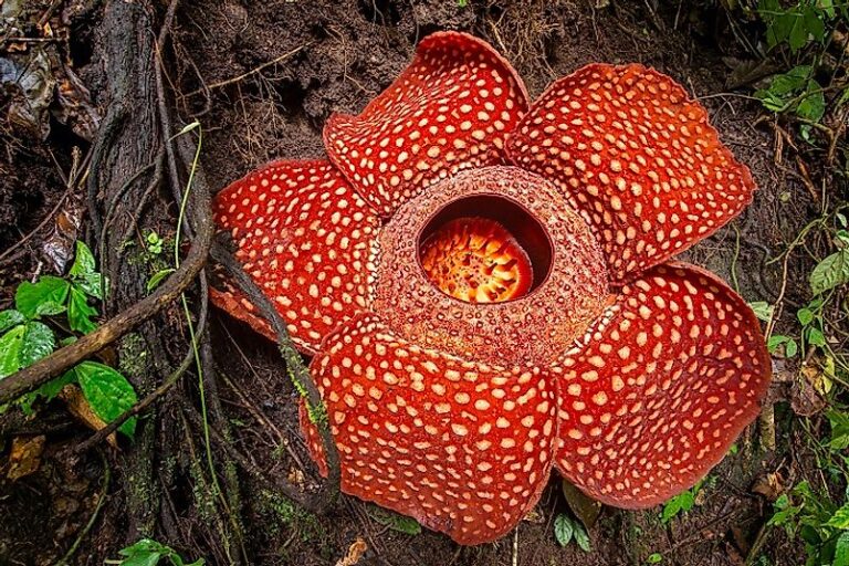 Rafflesia Arnoldii : The World’s Largest Flower
