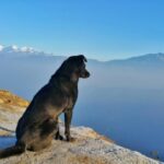 Poland Traveling with Kids & Pets