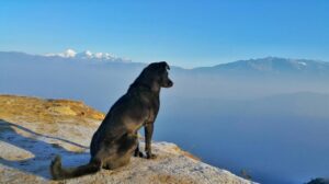 Poland Traveling with Kids & Pets
