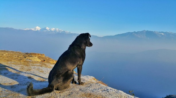 Traveling with Kids & Pets