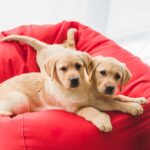 stock-photo-two-beige-puppies-lying-red