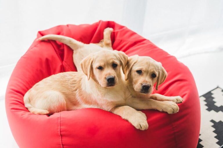 stock-photo-two-beige-puppies-lying-red