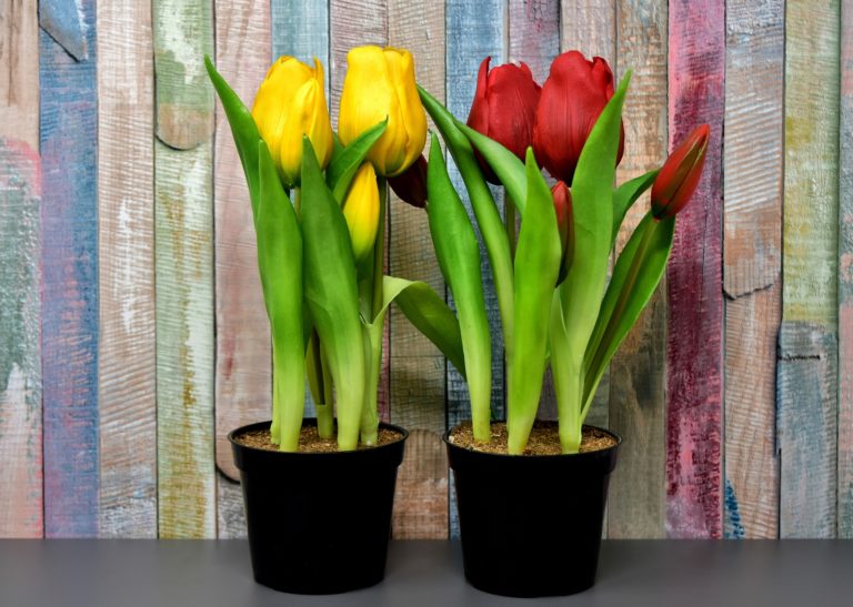 tulips-3167467_1920